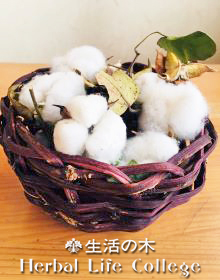 プランターでもできる！和綿の栽培<br/>日本の綿を楽しくエシカルに育ててみよう