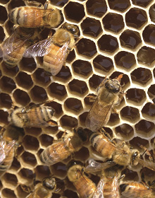生物のHarmonizaition<br/>薬香草園BeeFarmの養蜂作業体験講座