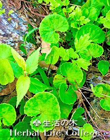 ヘッドケア講座<br/>～座位のテクニックを学ぶ～